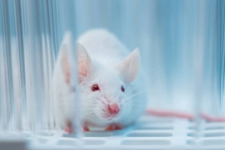 Ilmuwan Modifikasi Tikus Menjadi Empat Persen Manusia