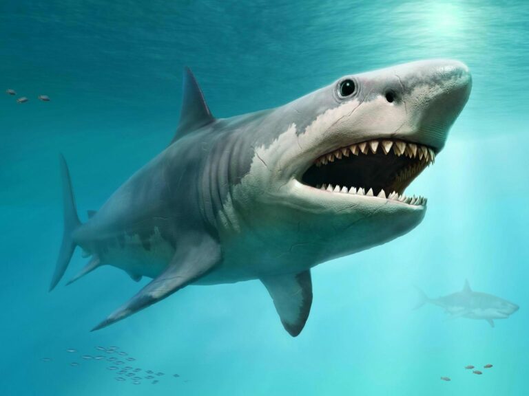 Ukuran Hiu Megalodon