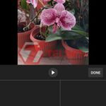 Cara Bikin Video TikTok di YouTube Shorts-4