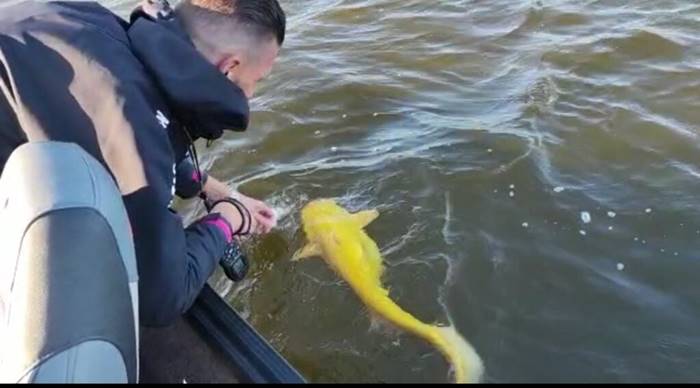 Ikan lele kuning langka