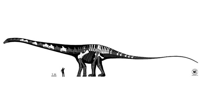 Fosil Supersaurus dinosaurus terpanjang terbesar