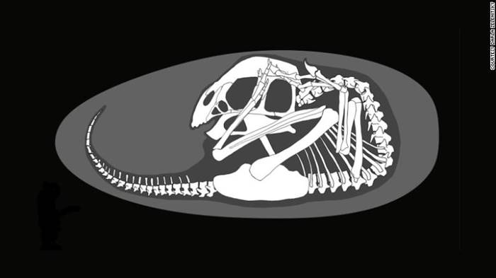 Fosil Bayi Dinosaurus 