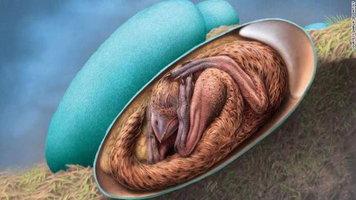 Fosil embrio dinosaurus langka