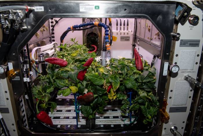 Astronaut NASA Panen Cabai di Luar Angkasa, Bisa Masak Taco