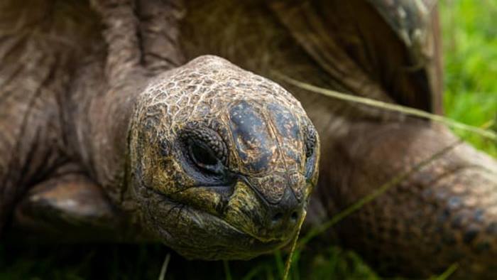 Kura-kura Tertua Dunia 