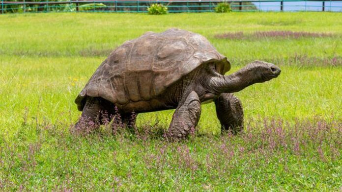 Kura-kura Tertua Dunia 190 Tahun