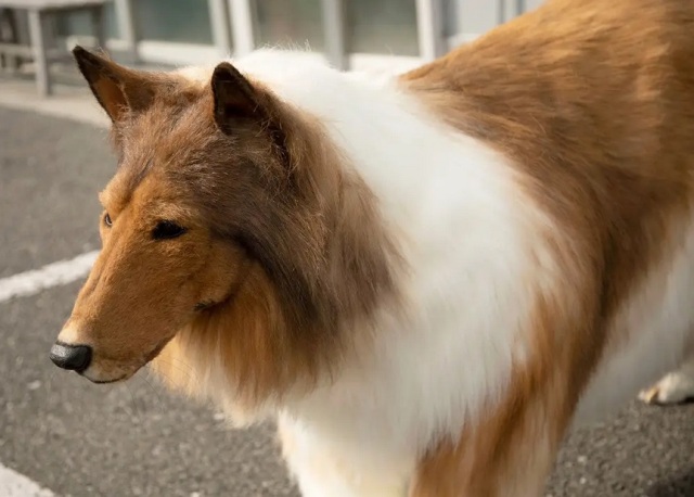 Video Pria Asal Jepang Jadi Anjing Populer di YouTube
