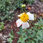 1. Samsung Galaxy A53 5G – macro2