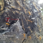 3. Samsung Galaxy A53 5G – Macro