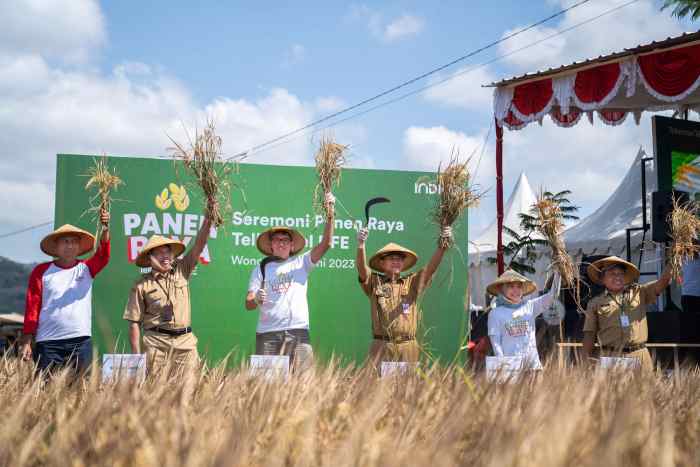 Telkomsel INDICO Sukses Bantu Petani Panen 200 Ton Gabah