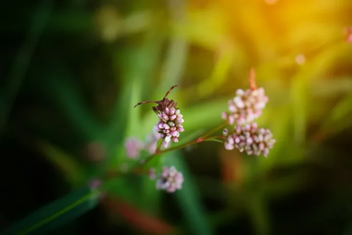 Content image for article: Cara Mudah Membuat Efek Bokeh Profesional dengan Smartphone