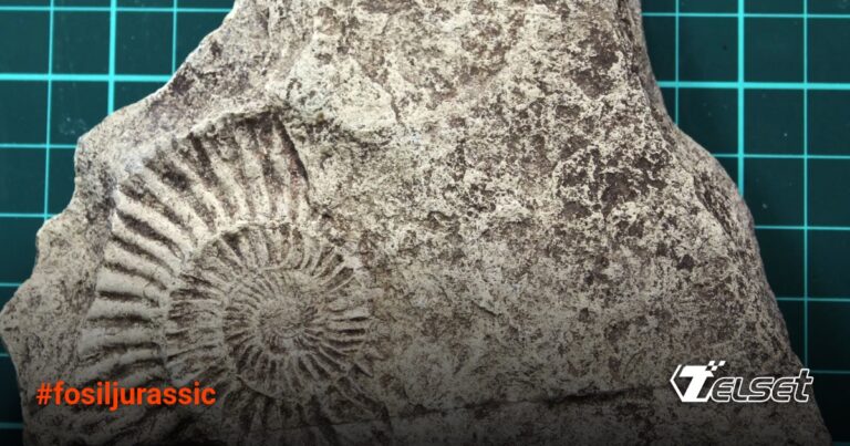 Anak 7 Tahun Temukan Fosil Jurassic Berusia 140 Juta Tahun di Halaman Rumahnya