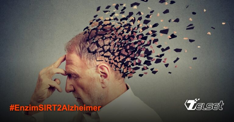 Enzim SIRT2: Kunci Baru untuk Memahami Hubungan Peradangan Otak dan Alzheimer