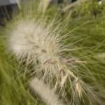 macro-1