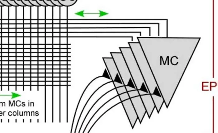 Brain-inspired AI model learns sensory data efficiently