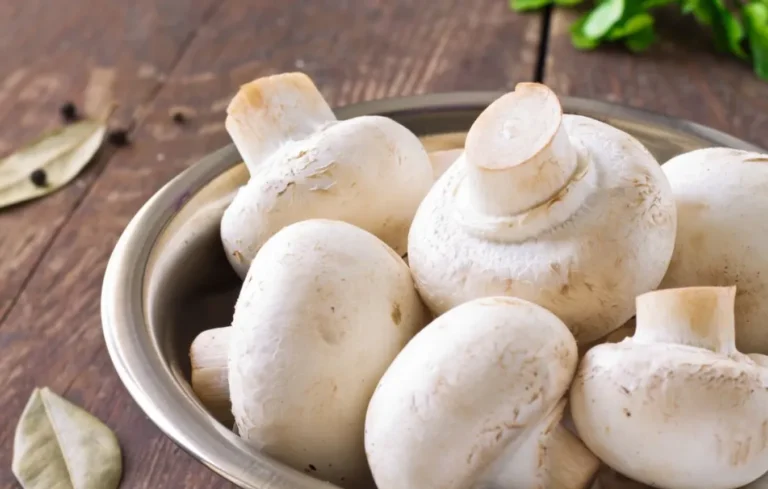 Jamur Lebih Tua dari Tumbuhan dan Hewan di Bumi